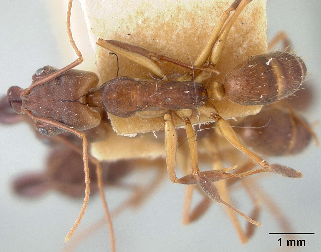 Image of Ant