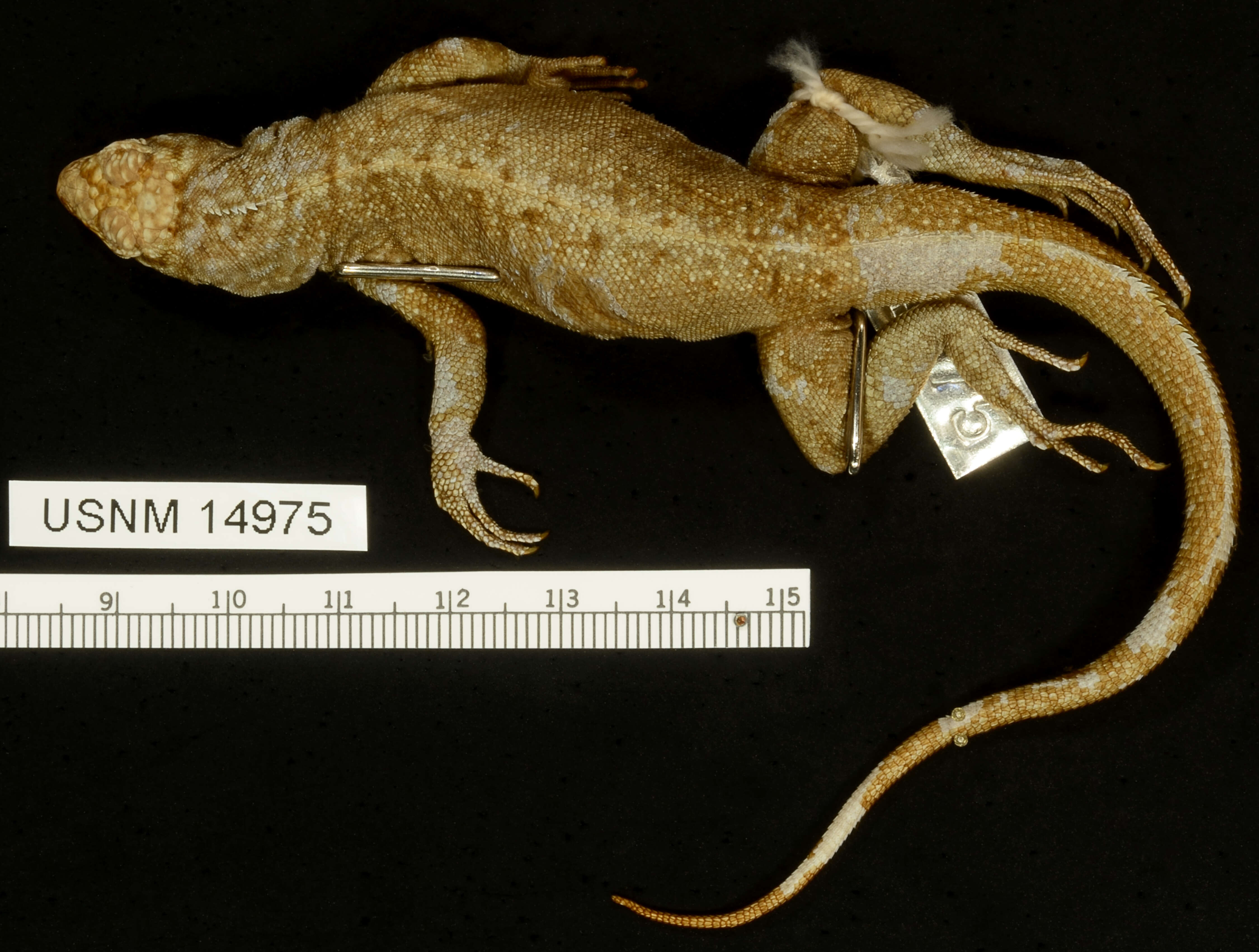 Microlophus pacificus (Steindachner 1876) resmi