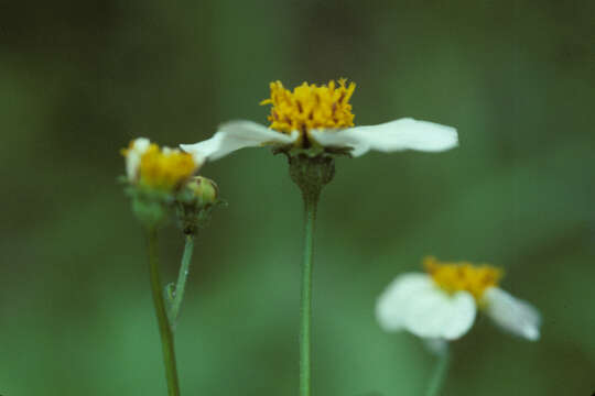 Plancia ëd Bidens alba (L.) DC.