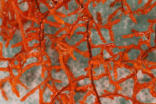 Image of Black coral