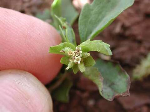 Image de Acanthospermum australe (Loefl.) Kuntze