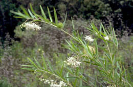 Image of Asclepias physocarpa (E. Mey.) Schltr.