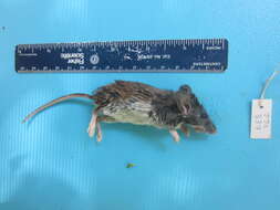 Image of White-footed Deermouse