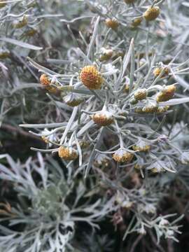 Image of Artemisia arborescens L.