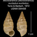 Imagem de Microceramus (Microceramus) euclastus euclastus Torre & Bartsch