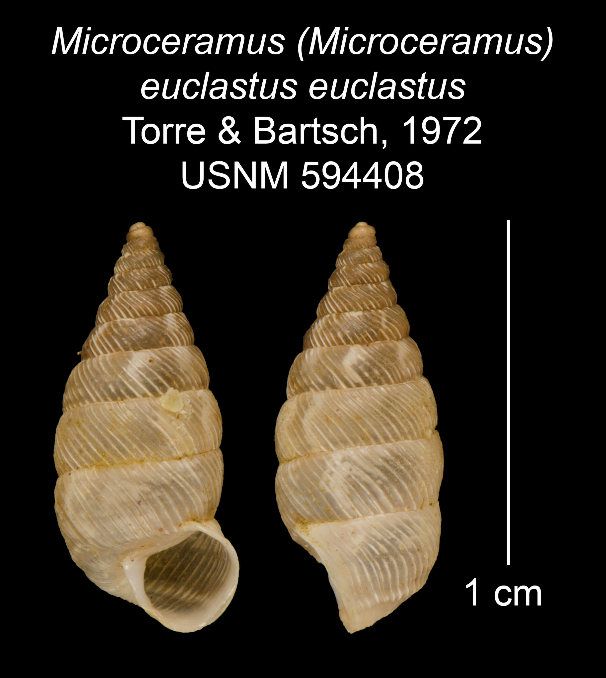 Imagem de Microceramus (Microceramus) euclastus euclastus Torre & Bartsch