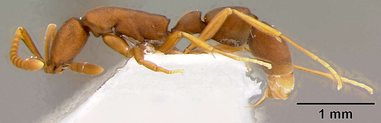 Image of Probolomyrmex angusticeps M. R. Smith