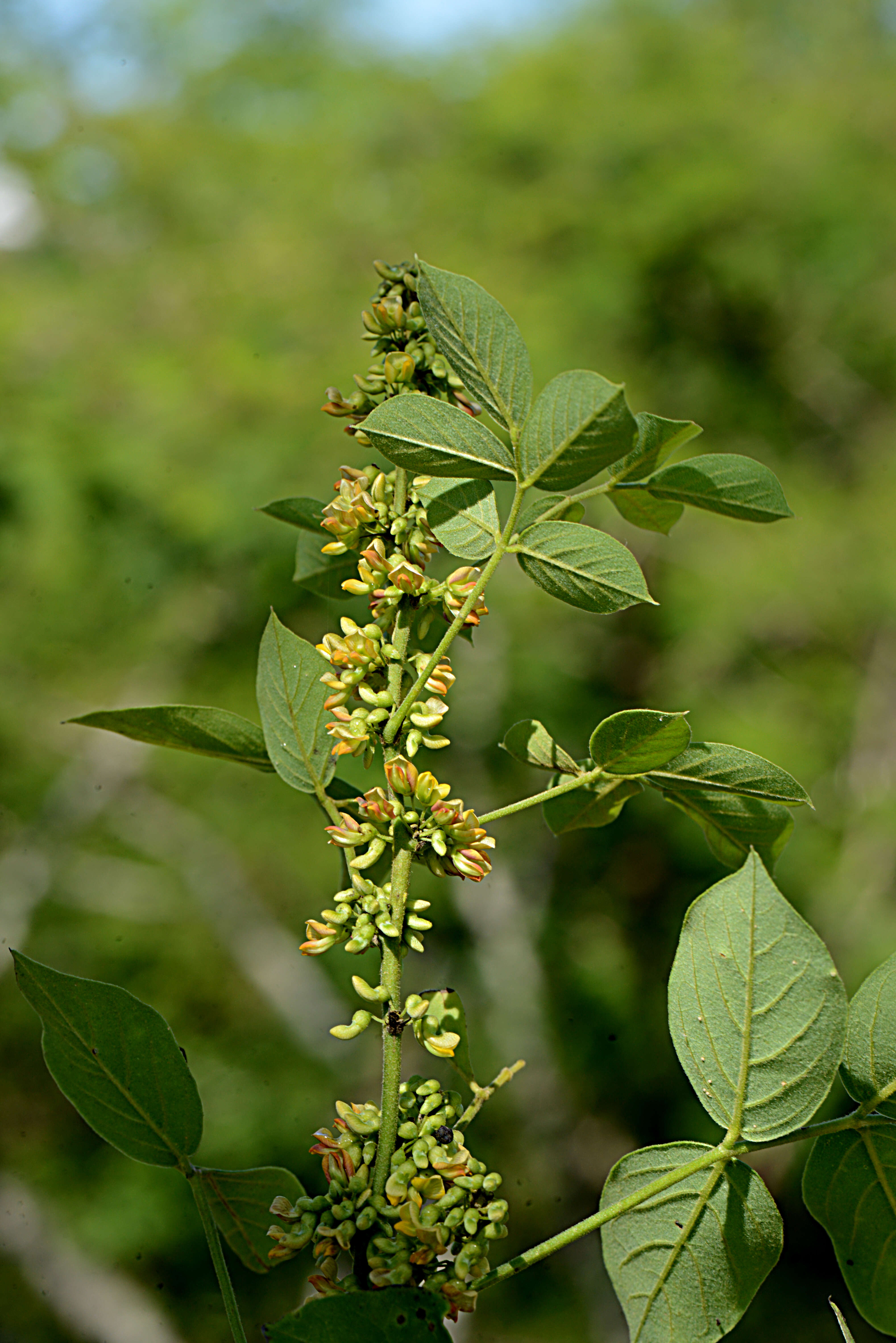 صورة Nissolia fruticosa var. fruticosa