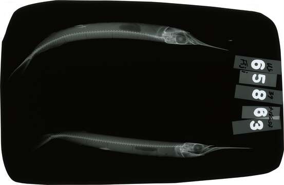 Image of Dussumier's halfbeak