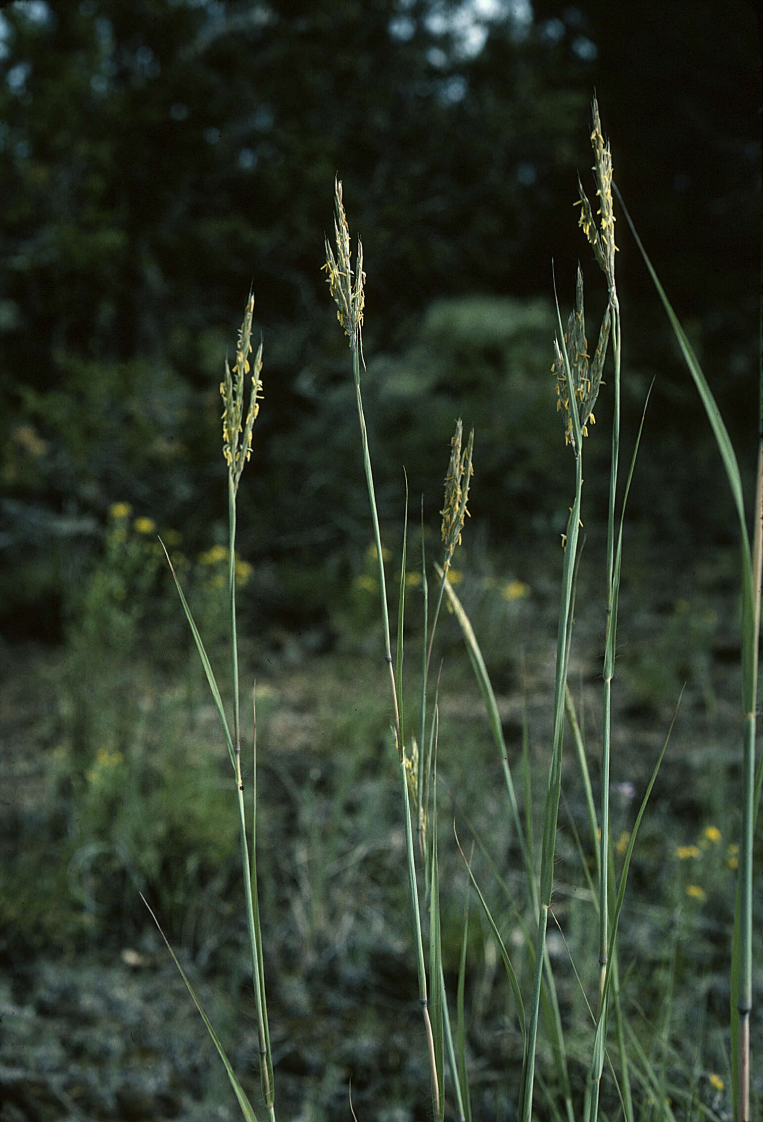 Image of sand bluestem