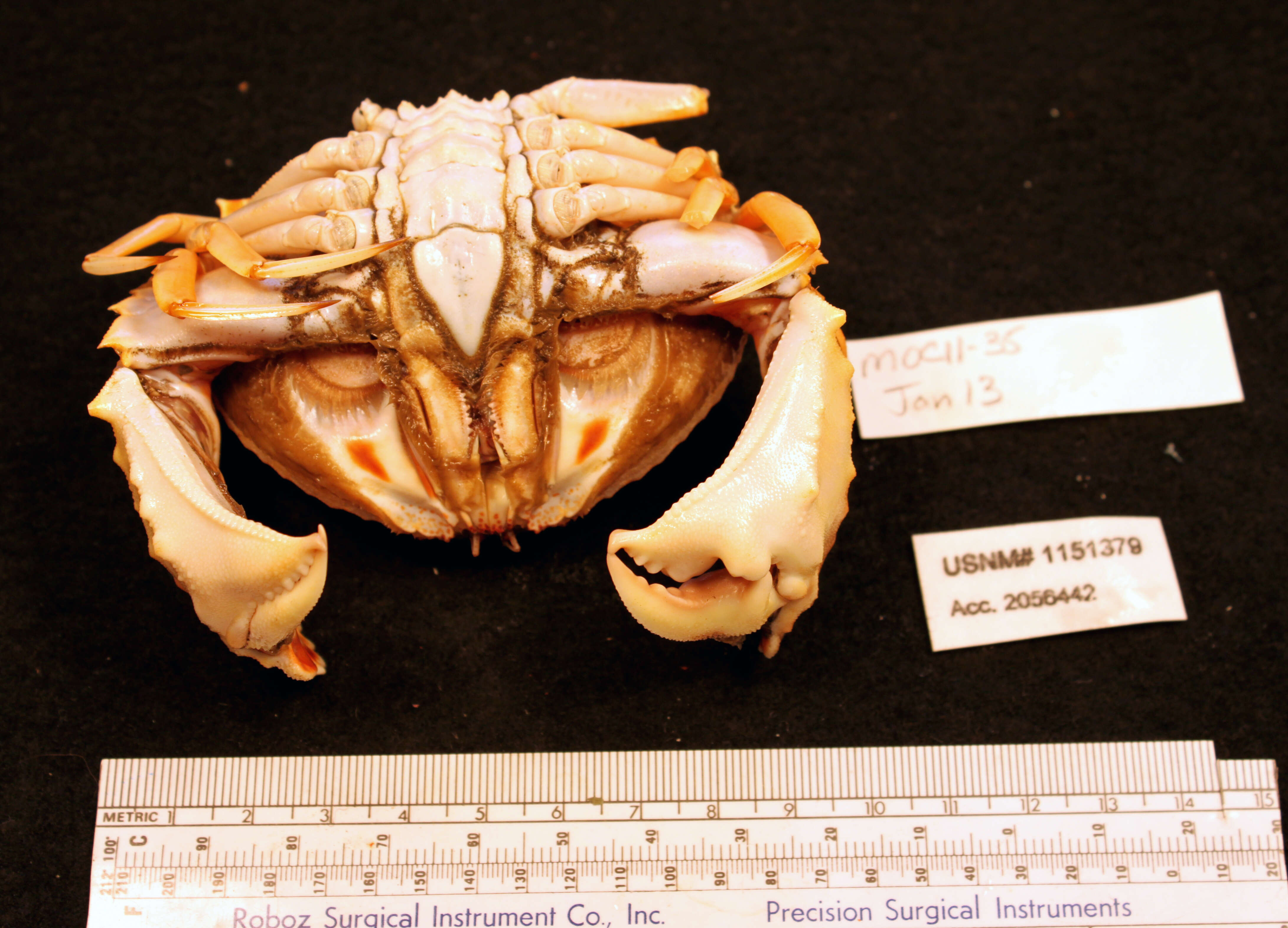 Image of yellow box crab