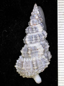 Слика од Cerithium dialeucum Philippi 1849