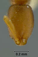 Image of Probolomyrmex dammermani Wheeler 1928