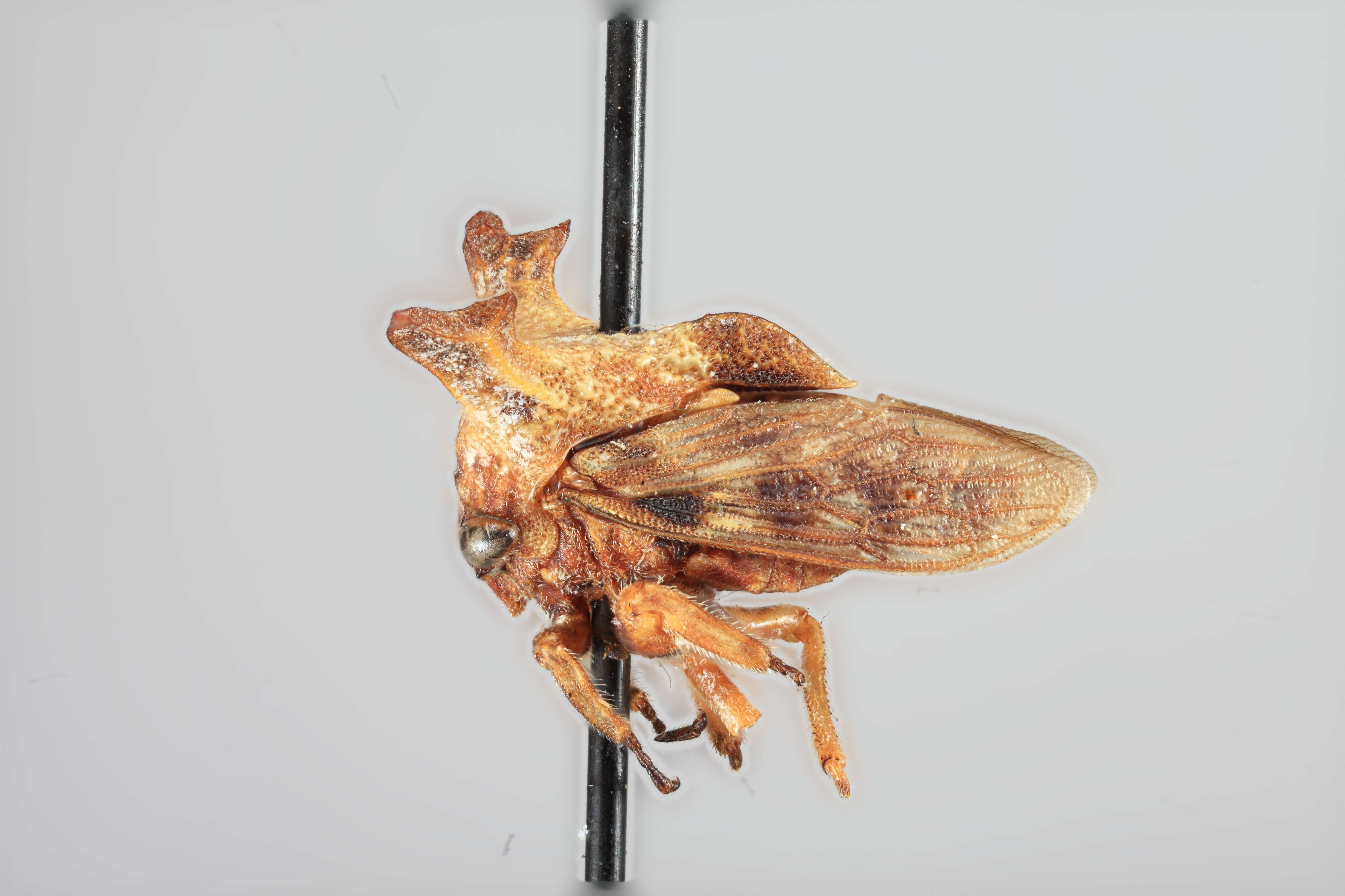 Image of Platycentrus ramosicornis Plummer