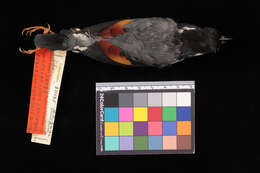 Image of Pied Shrike-babbler