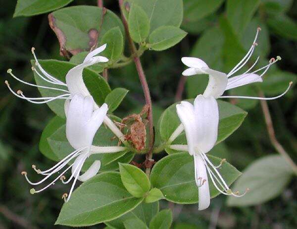 Image of Japanese honeysuckle