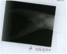 Image of Black cigarfish