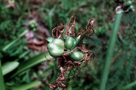 Image of perfumed spiderlily