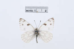 Image of Checkered White