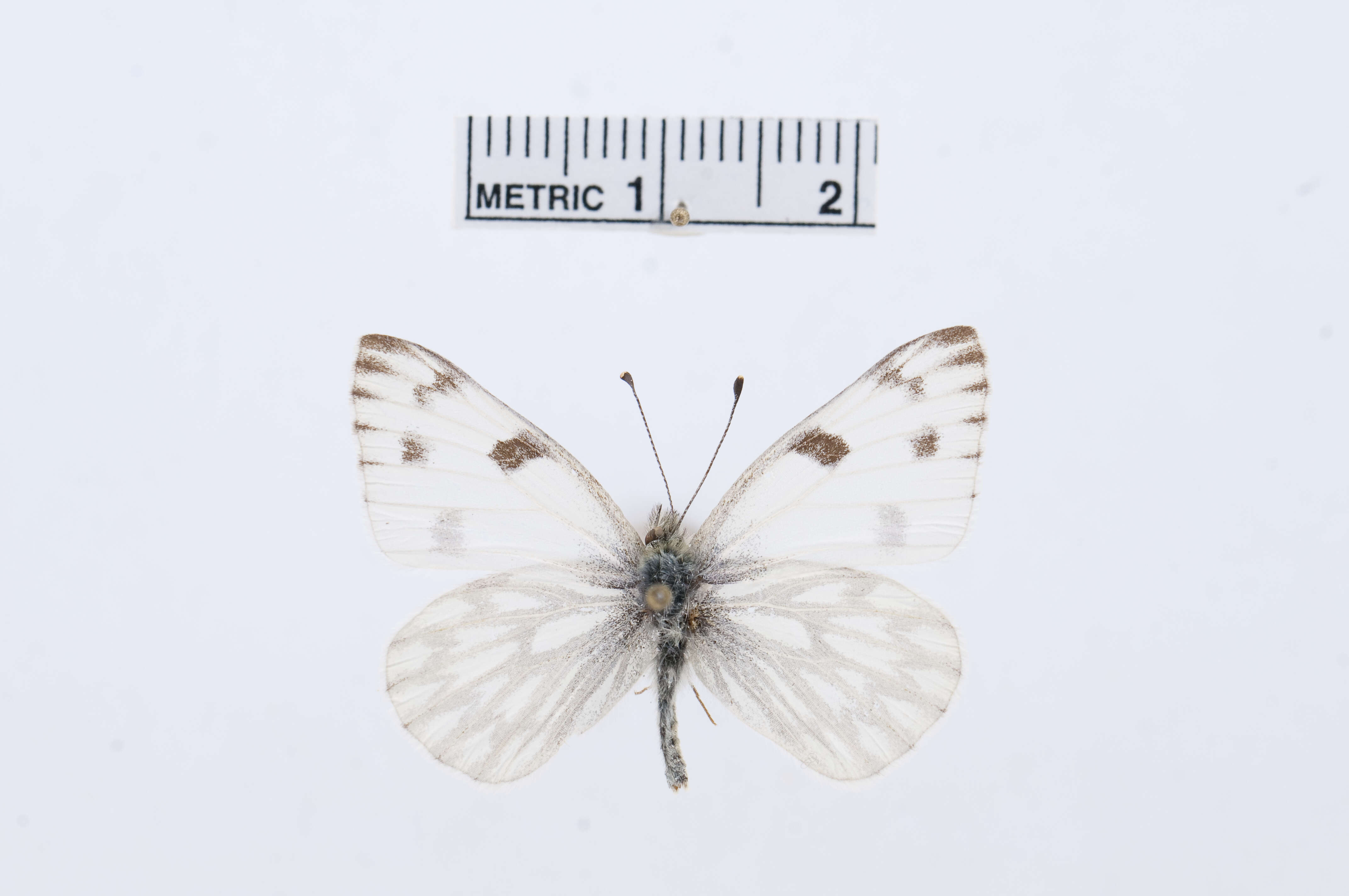 Image of Checkered White