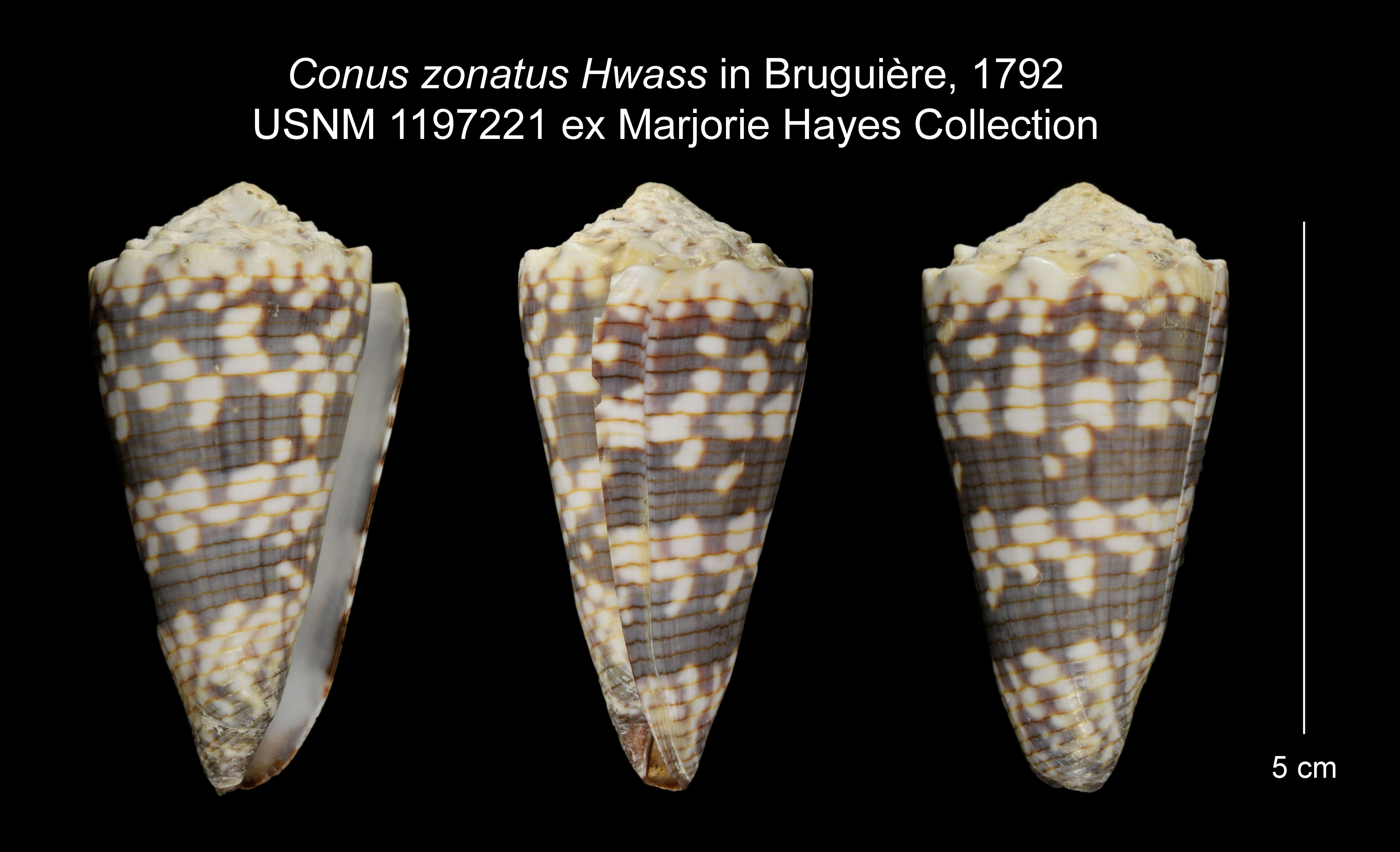 Sivun Conus zonatus Hwass ex Bruguière 1792 kuva
