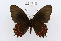 Image of Parides photinus (Doubleday 1844)