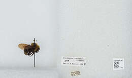 Слика од Bombus variabilis (Cresson 1872)