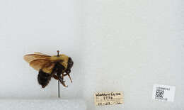 Слика од Bombus affinis Cresson 1864