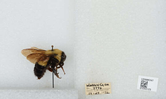 Слика од Bombus affinis Cresson 1864