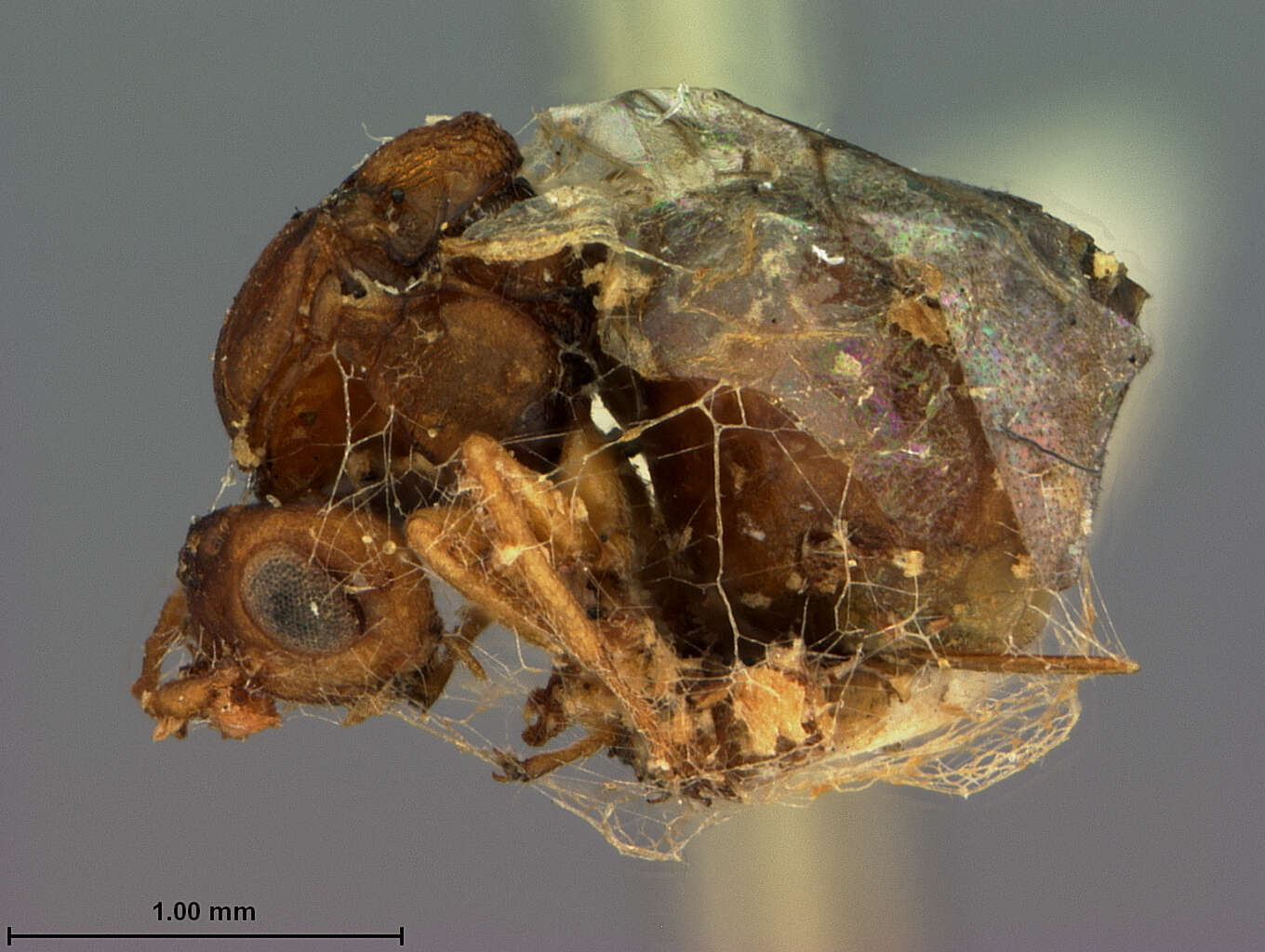 Image of Neuroterus Hartig 1840