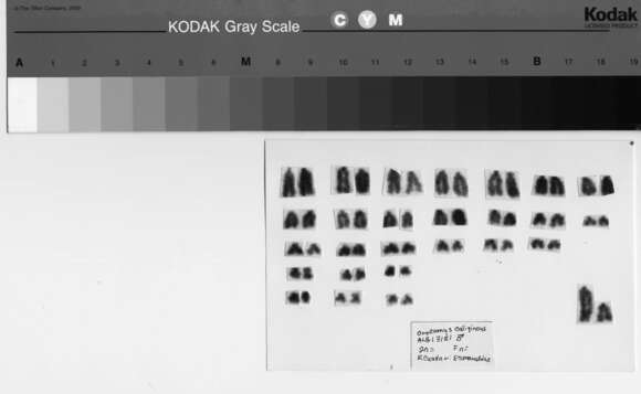 Image de Melanomys Thomas 1902