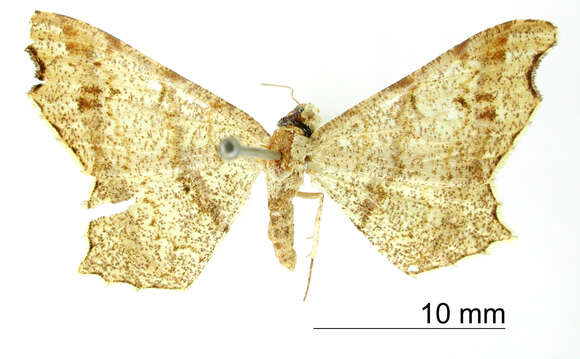 Image of Semiothisa bejucoaria Dyar 1915