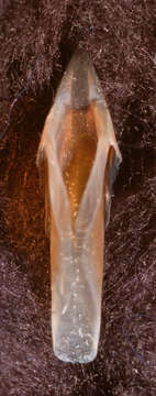 Image of pink scaled squid