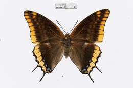 Charaxes jasius Linnaeus 1767的圖片