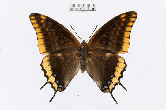 Charaxes jasius Linnaeus 1767的圖片