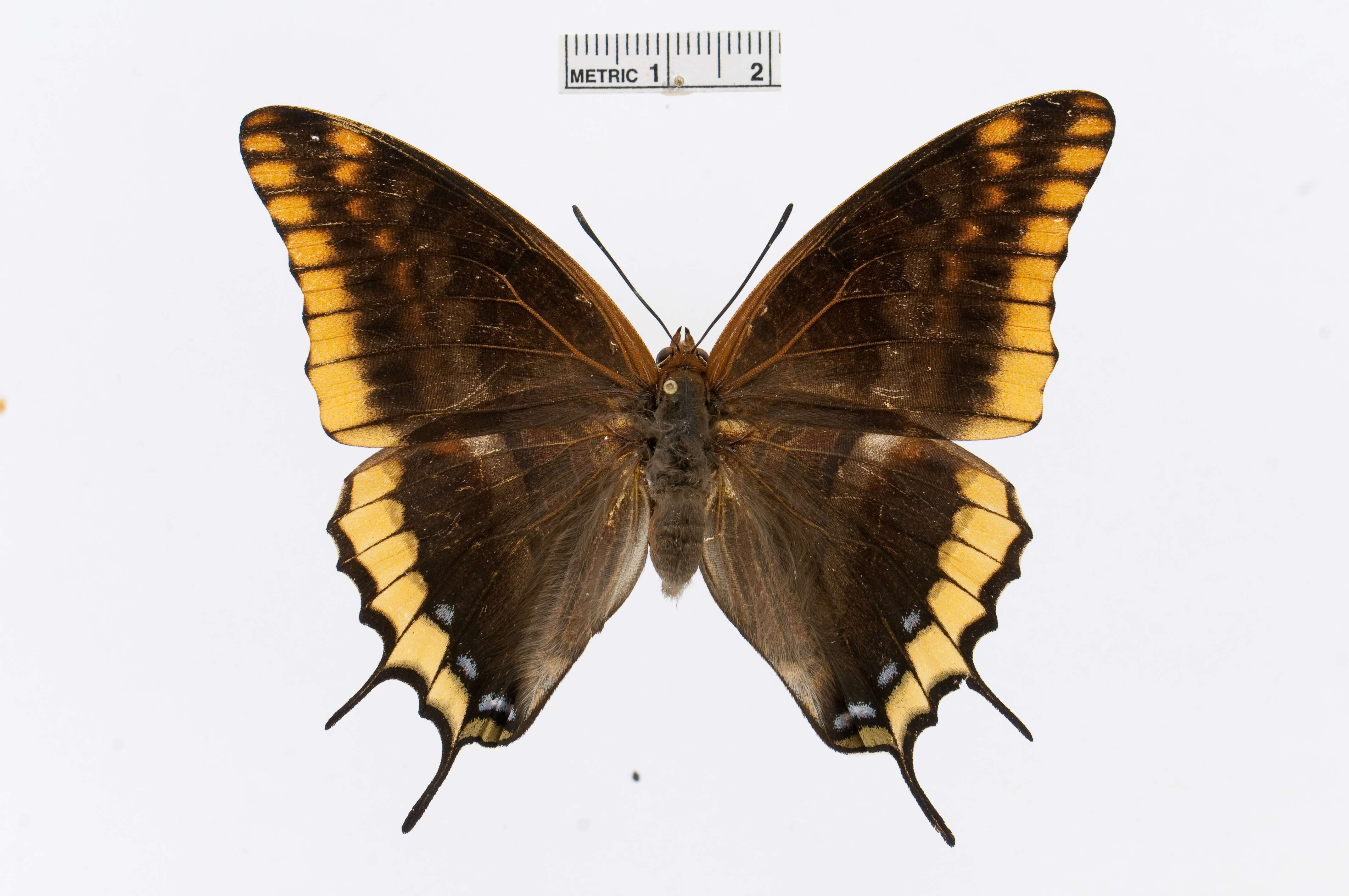 Charaxes jasius Linnaeus 1767的圖片