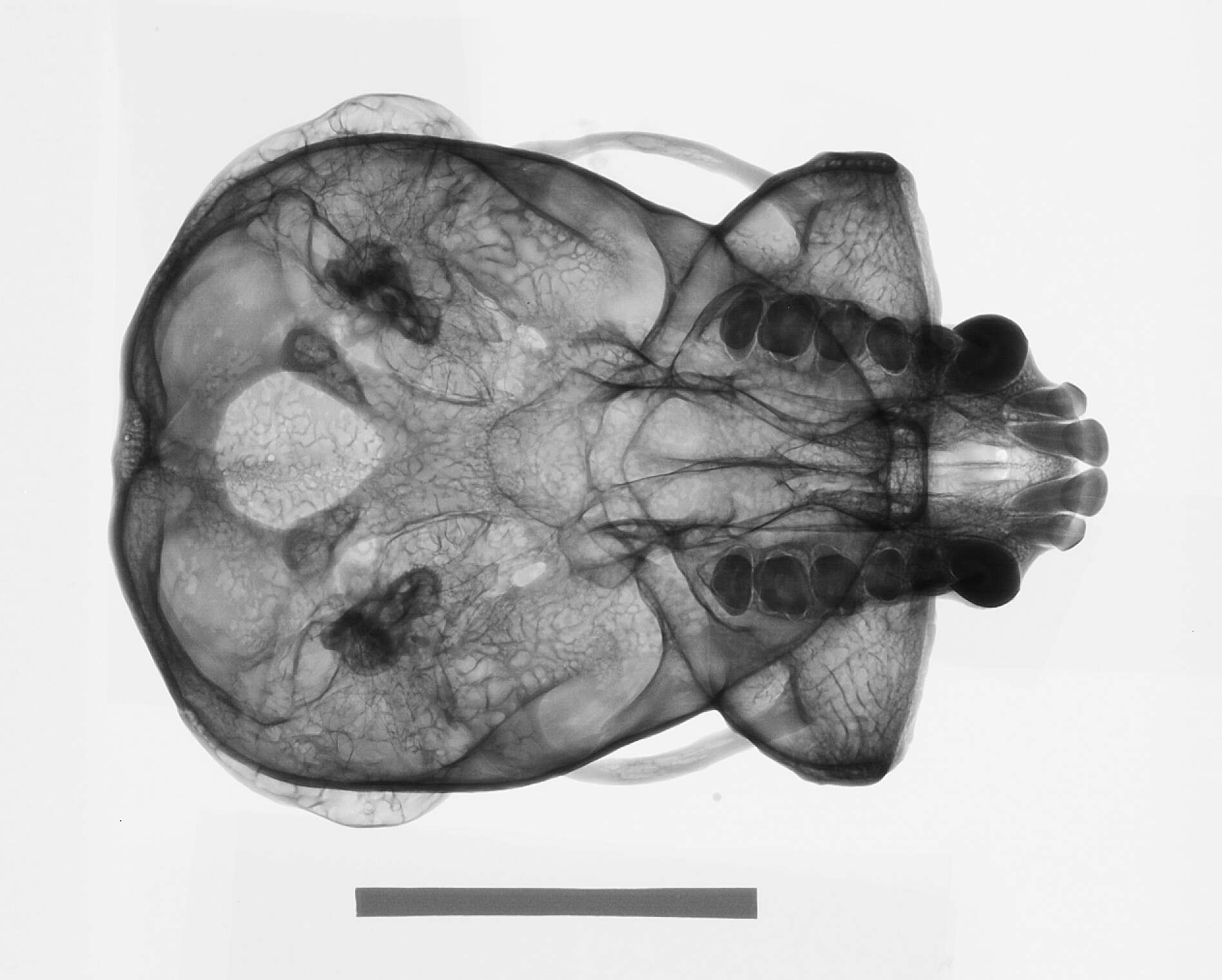 Image of Abbott's Müller's Bornean gibbon