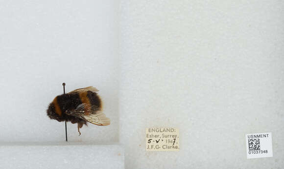 Image of Bombus terrestris audax (Harris 1776)