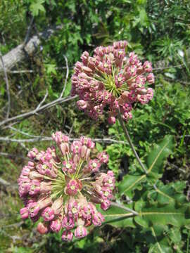 Imagem de Asclepias amplexicaulis Sm.