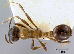 Image of Aphaenogaster Mayr 1853