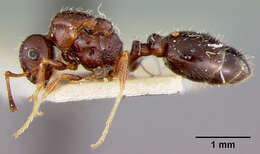 Image of Leptothorax manni Wheeler 1914