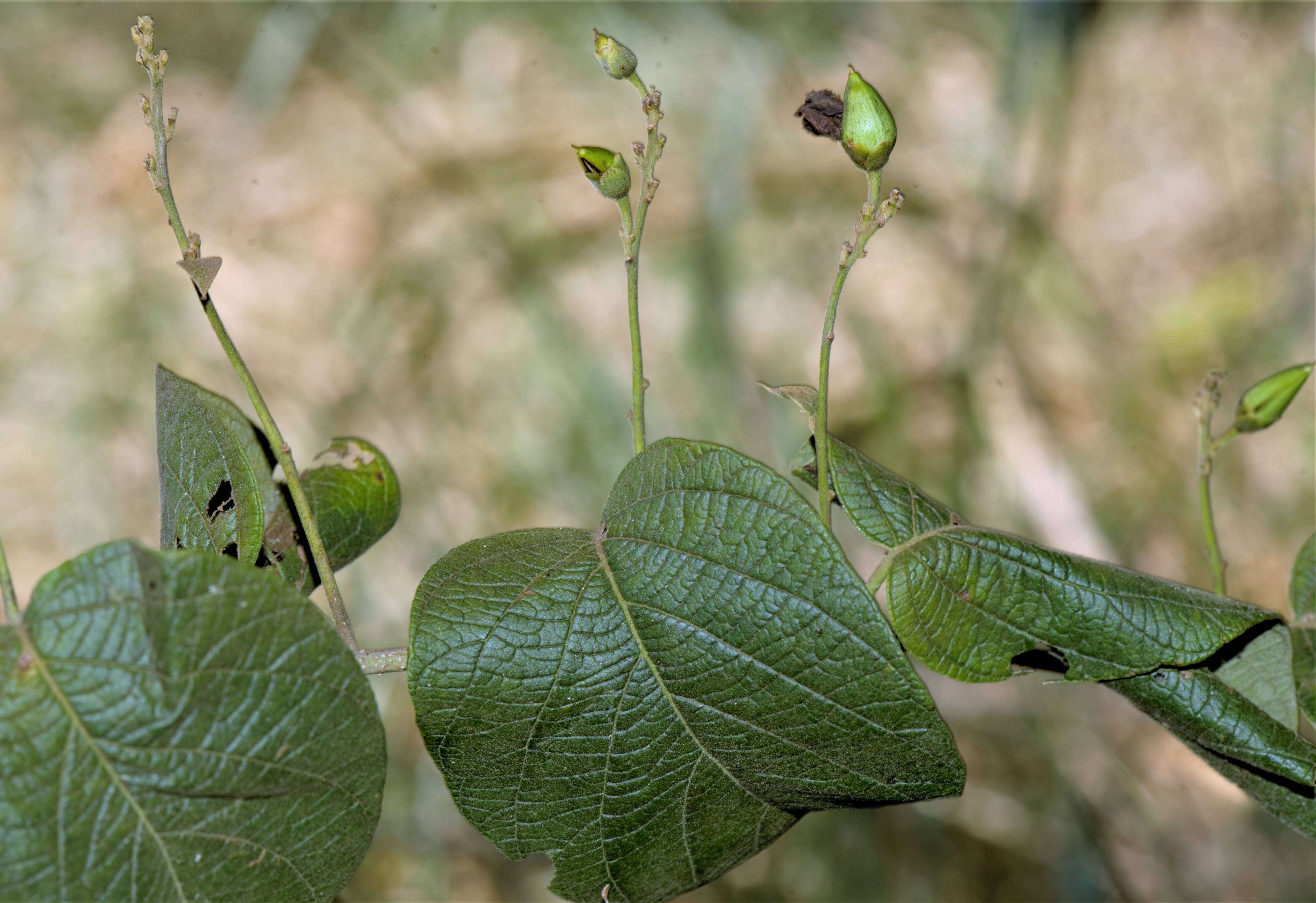 Image of Ipomoea L.