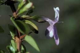 Image of pricklybush