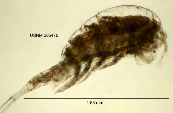 Слика од <i>Acanthocyclops vernalis</i>