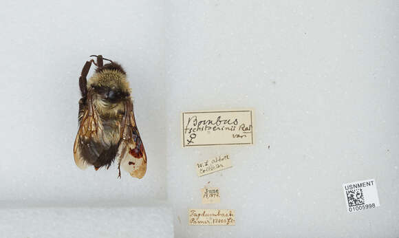 Image of Bombus difficillimus Skorikov 1912