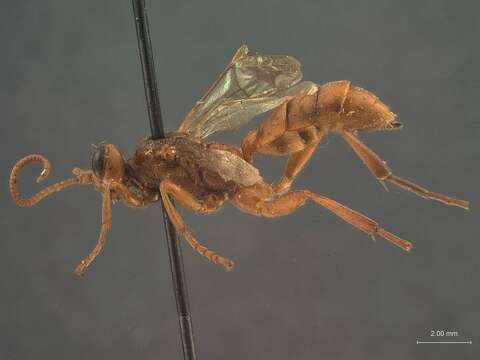 Image of Ichneumon Linnaeus 1758