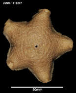 Image of Pteraster stellifer Sladen 1882