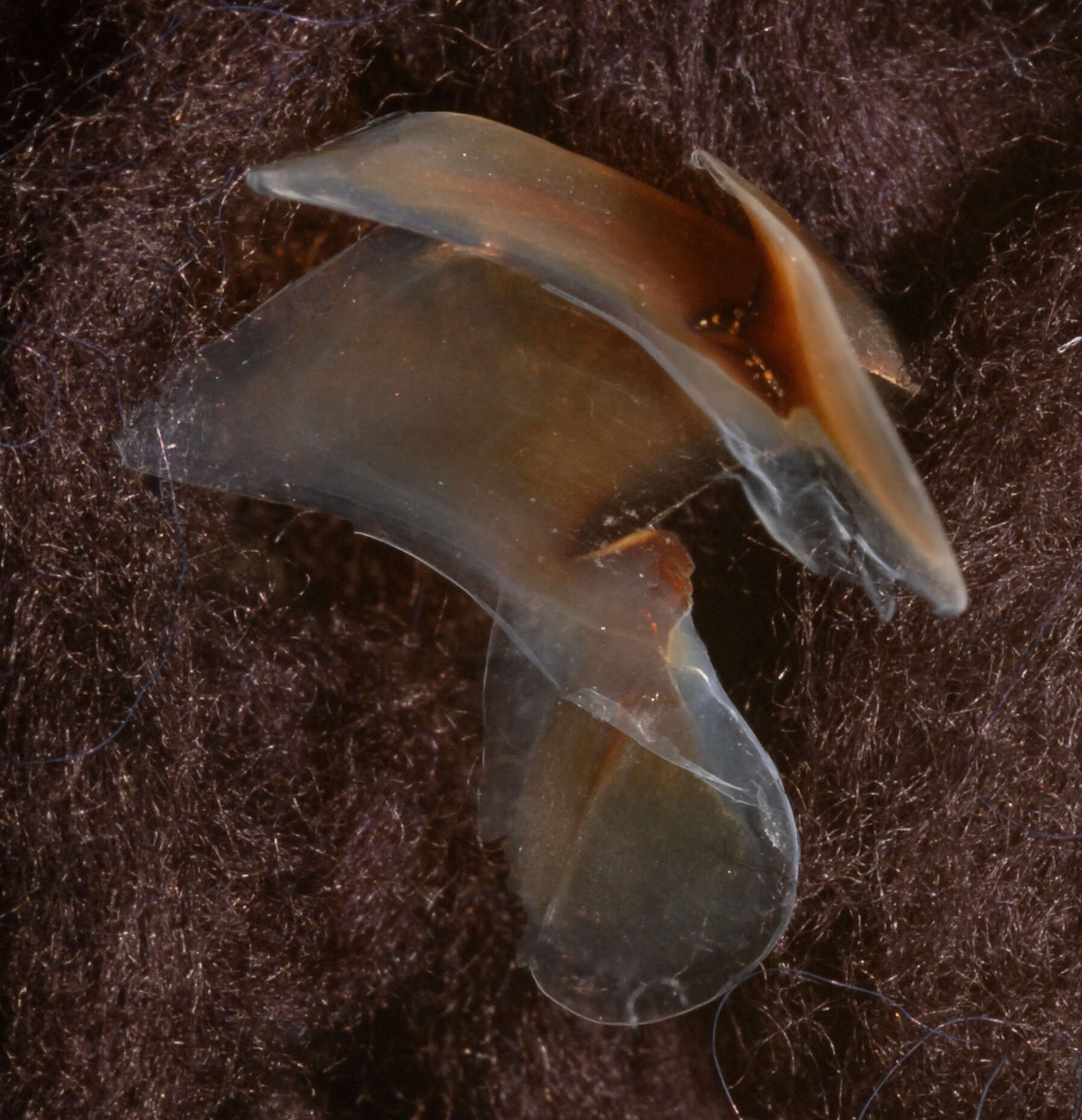 Image of arrow-finned squid