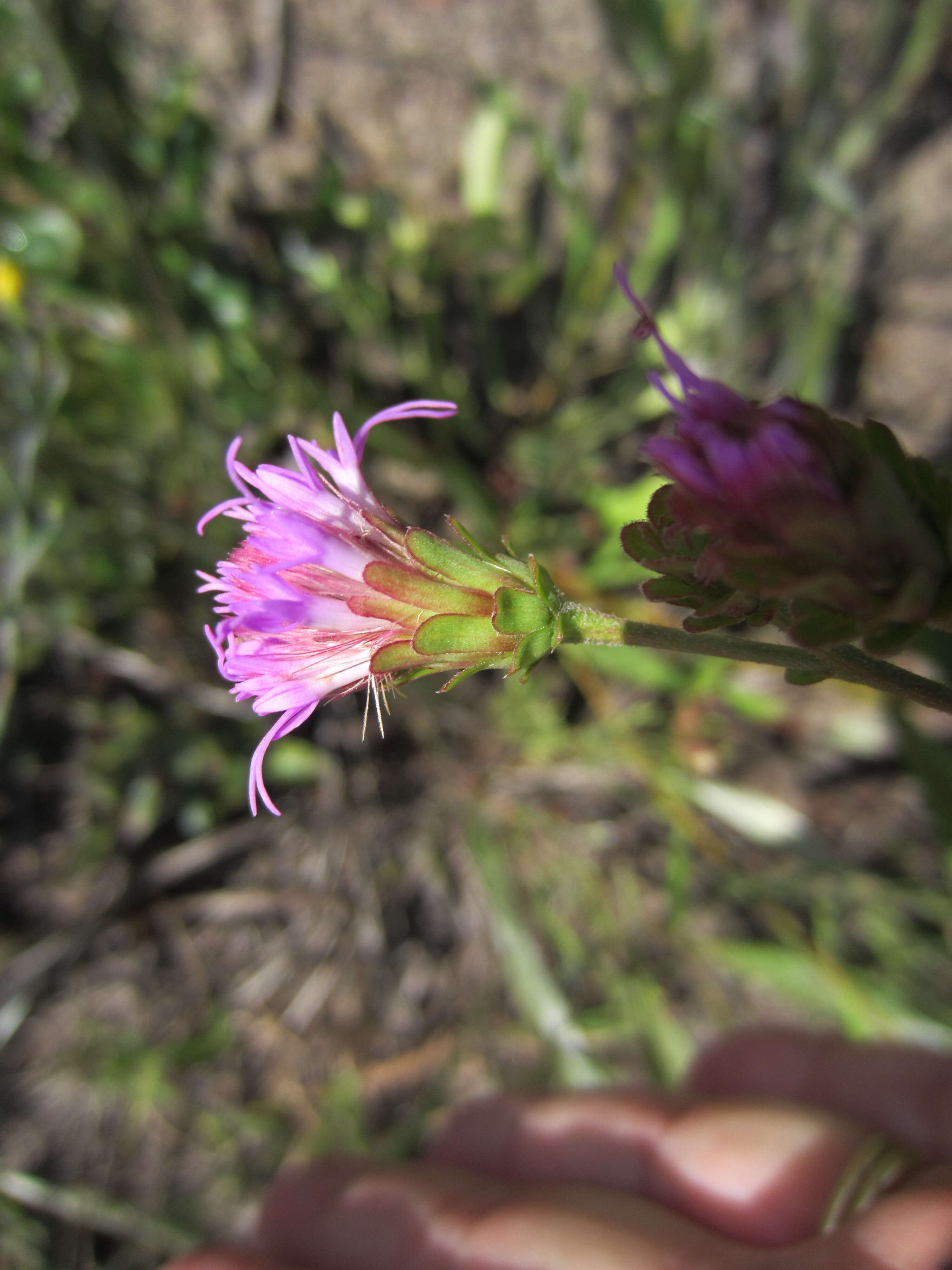 Image de Carphephorus bellidifolius (Michx.) Torr. & A. Gray