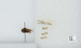 Image de Bombus insularis (Smith 1861)